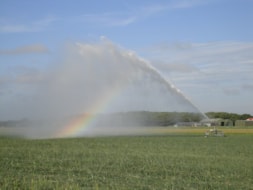 Watering the Irisses